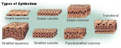 1. Presencia de muchas células de formas diversas: pueden ser planas, cúbicas y cilíndricas.