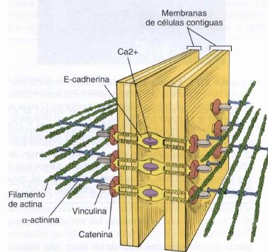 TEJIDO EPITELIAL - Características generales Especializaciones de membrana lateral: Uniones célula-célula: Zónula adherens Cinturon alrededor de toda la célula.