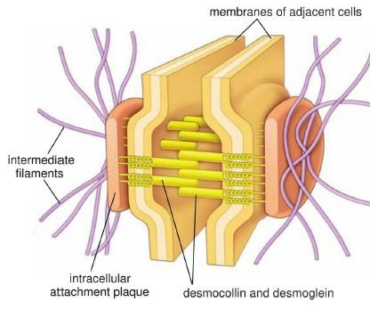Especializaciones de membrana lateral: Uniones célula-célula: Desmosomas