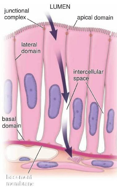 Polaridad celular y tisular Avasculares Se nutren por difusión desde un tejido conjuntivo subyacente rico en vasos.