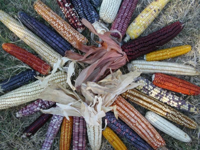 El maíz es un patrimonio de la humanidad que