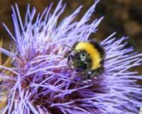 5 Polinización Es el proceso de transporte de polen desde la antera al estigma que