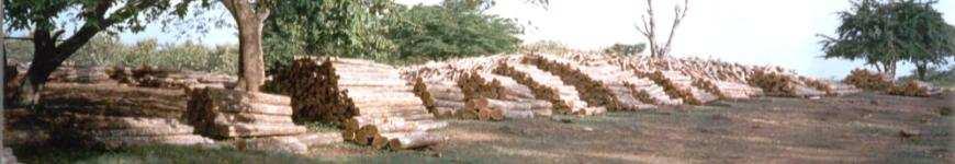 Efecto del uso de semilla mejorada sobre la rentabilidad de un proyecto forestal Producción comercial - Teca Actividad año Volumen comercial (m³/ha) Volumen mejorada (>25%) Precio madera en