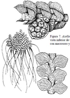 Figura 7. Azolla caroliniana; A) aspecto de la planta x 1; a) vista inferior de un sector de una rama x 25; b) sector del tallo con macrosoro y microsoro x 30.