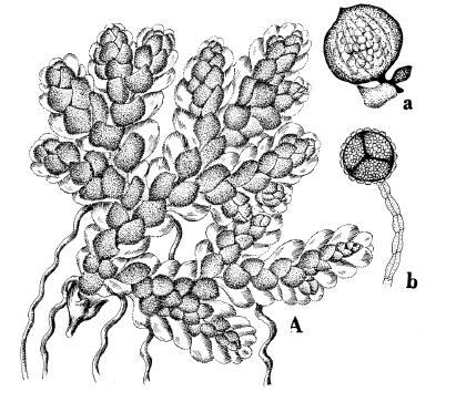 indusiados, formando 2 (4) esporocarpos globosos que contienen megasporangios o con 35-100 microsporangios.