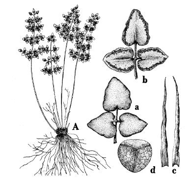 Amer. Fern J. 77 (2): 40. 1987. Pteris nivea Poir., Encycl. 5: 718. 1804. Plantas saxícolas de hasta 30 cm de altura.