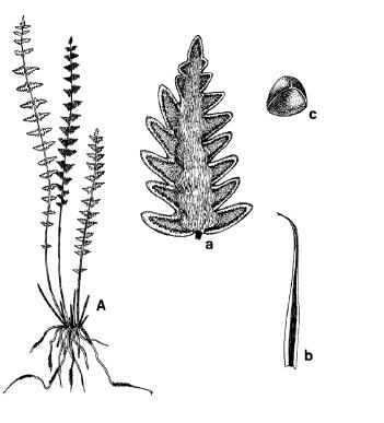 Figura 13. Cheilanthes bonariensis. A) planta x 0,25; a) vista ventral de una pinna fértil, mostrando los márgenes reflexos x 2; b, escama rizomática x 8; c, espora x 150.