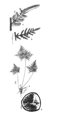 Figura 14. Cheilanthes glauca; a) Planta; b) pinna fértil; c) detalle porción fértil; d) espora (vista polar proximal). (De: De la Sota et al.