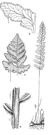 Plantas terrestres con rizomas rastreros, con escamas subuladas, esclerosadas, brillantes, castaño oscuras. Frondes de hasta 40 cm de altura, fasciculadas.