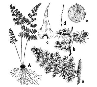 Figura 17. Cheilanthes myriophylla; A) planta x 0,2; a) parte de una fronde fértil x 1; b) mayor detalle de la misma x 15; c) escama foliar x 12; d) escama en forma de pelo x 12; e) espora x 250.