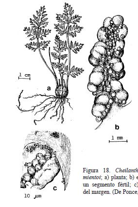 Figura 18. Cheilanthes sarmientoi; a) planta; b) envés de un segmento fértil; c) detalle del margen.