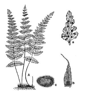 Familia previamente incluida, junto con otros linajes, en Woodsiaceae (Judd et al., 2008).