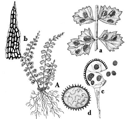 Exot. Fl. 3: t. 208. 1827. Plantas saxícolas o terrestres de hasta 30 cm de altura. Rizomas breves, cilíndricos, con escamas rígidas, castañas, subuladas.