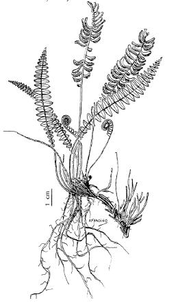 Amer. Fern J. 60: 103. 1970. Lomaria microphylla Goldm. Nova Acta Acad. Caes. Leop.-Carol. German. Nat. Cur. 16 (2): 460. Plantas terrestres o saxícolas de hasta 25 cm de altura.