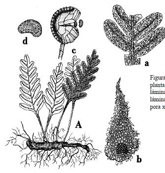 Figura 33. Pleopeltis pinnatifida; A) planta x 0,5; a) detalle de un trozo de lámina x 1; b) escama del envés de la lámina x 10; c) esporangio x 50; d) espora x 500.