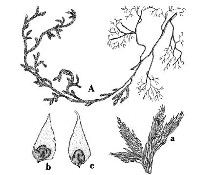 Especie tipo: Selaginella spinosa Pal. Beauv. Selaginella peruviana (Milde) Hieron. Hedwigia 39: 307. 1900. Selaginella rupestris f. peruviana Milde, Fil. Europ. Atl.: 263. 1867.