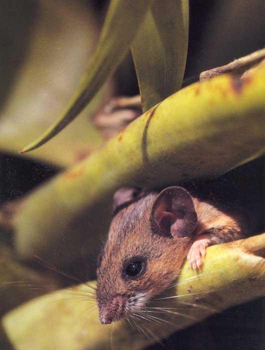 Ratón de campo Peromyscus