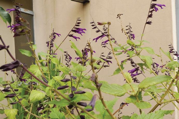 AROMÁTICAS SALVIA Planta herbácea o arbustiva, de flores violáceas. Existen numerosas variedades como plantas ornamentales (familia tabladas). Argentina.