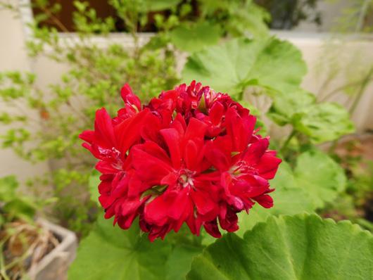 AROMÁTICAS MALVÓN También conocida como cardenal, geranio común o geranio de jardín, es utilizada en jardinería como planta decorativa.