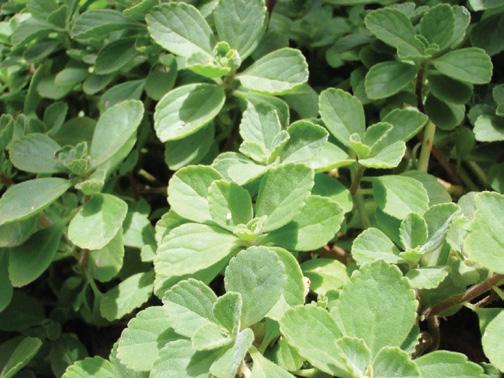AROMÁTICAS BOLDO Se conoce como kalanchoe. Se puede multiplicar por semillas como brotes que producen nuevas plantitas.