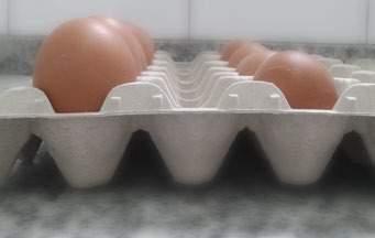 HUEVOS DE DOBLE YEMA Especialmente al comienzo de la puesta no es raro encontrar huevos con dos yemas.