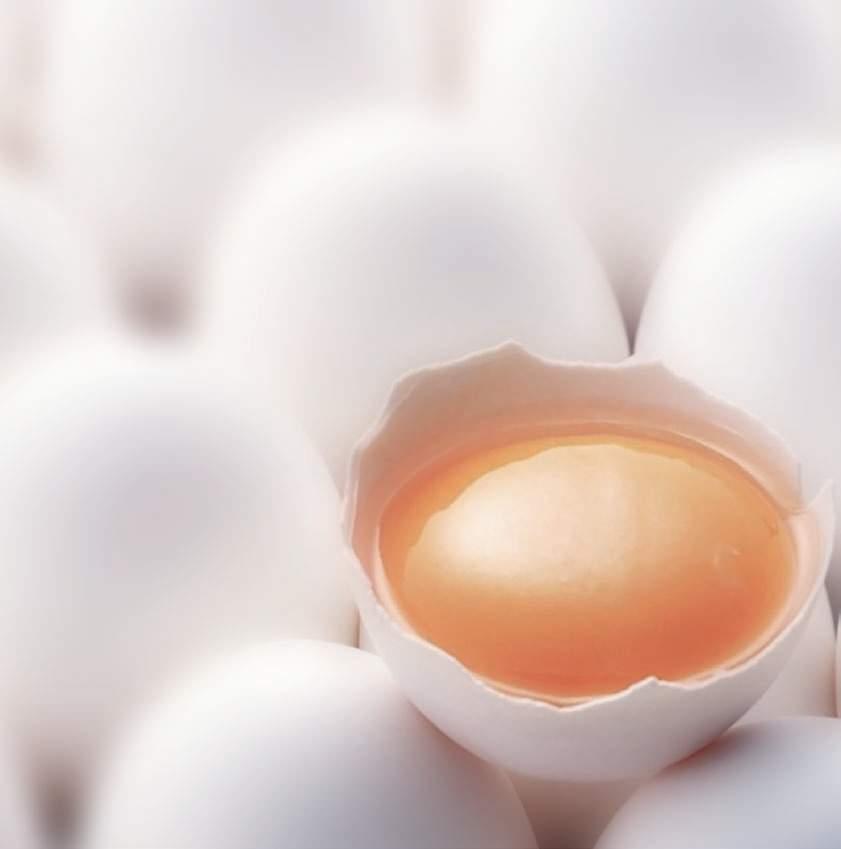 CONCLUSIONES Como se ha expuesto a lo largo del texto, la mejora genética de las gallinas se concentra en mejorar un número importante de caracteres relacionados con la calidad interna del huevo.