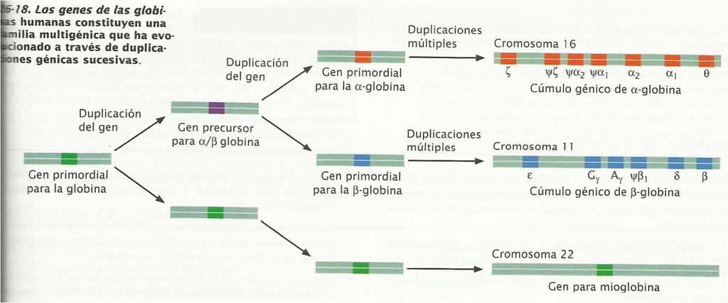 EVOLUCIÓN DEL GENOMA Descubrimos nuevos mecanismos de evolución genómica Barajado ( shuffling ) de exones: Observamos dominios en las proteínas. Distintas proteínas comparten dominios.