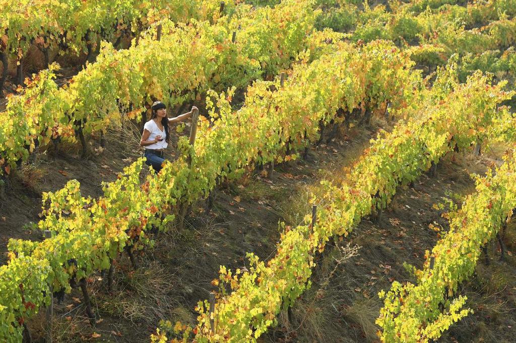 Guía del Estudiante Internacional 2016 Ruta del vino Una de las rutas vitivinícolas más conocidas es la que comprende a toda la V Región, donde se incluyen los valles de Aconcagua, Casablanca y San