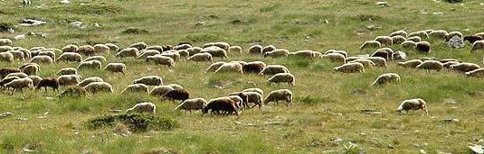 I Agricultura, Pastoralismo y Deforestación El pastoreo ha causado en muchos casos degradación progresiva La oroggafía, la baja