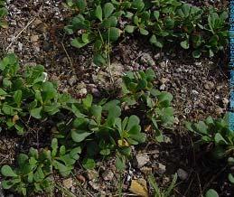 Limonium boirae Cotoneaster tomentosus La principal actuación para conservar las especies amenazadas