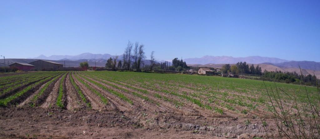 Valle del Huasco Vallenar Cultivos