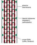 Filamentos de actina Microvellosidades y Membrana
