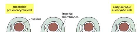 Matriz mitocondrial Gránulos de la matriz