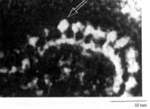 Membrana mitocondrial interna Membrana muy impermeable.