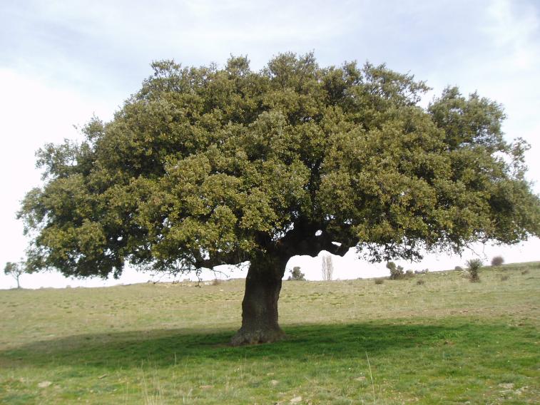 Género Quercus El más importante de las fagáceas.