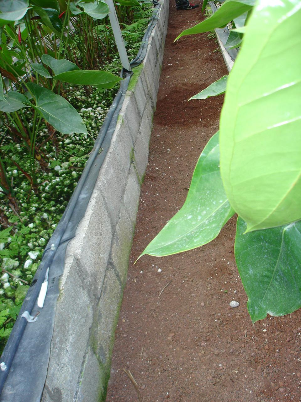Profundidad de plantación de 12 a 17 cm Mayor profundidad produce plantas muy