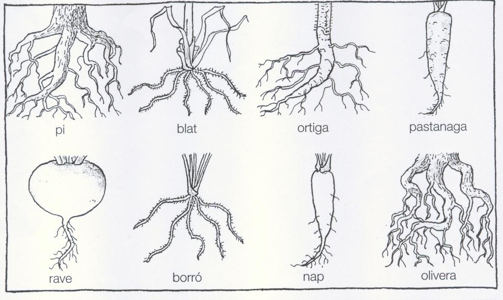 IES GAUDÍ 07-08 CIÈNCIES NATURALESA 1er ESO 8.1. Característiques generals (pàgina 221) 1. Digues quins són els quatre òrgans que normalment presenten els vegetals: 2.