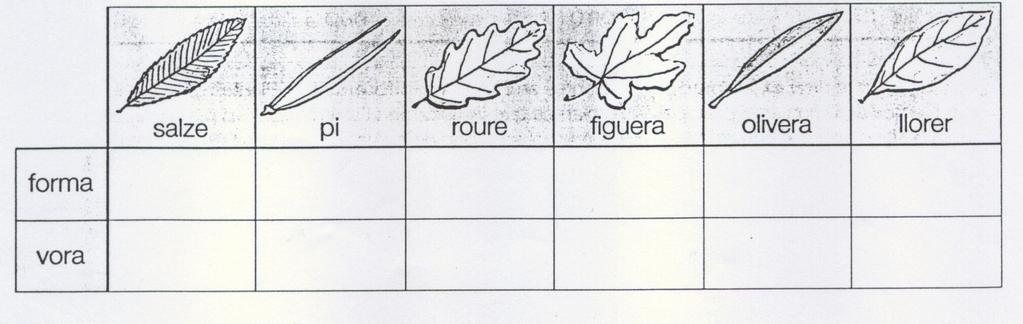 8.2. Els òrgans de les plantes (pàgines 225 i 226) 1. Digues les dos funcions que realitzen les fulles en les plantes. 2. Completa el següent paràgraf amb les següents paraules: limbe(4), nervis, pecíol, saba, fulla(2), anvers, estomes, revers.