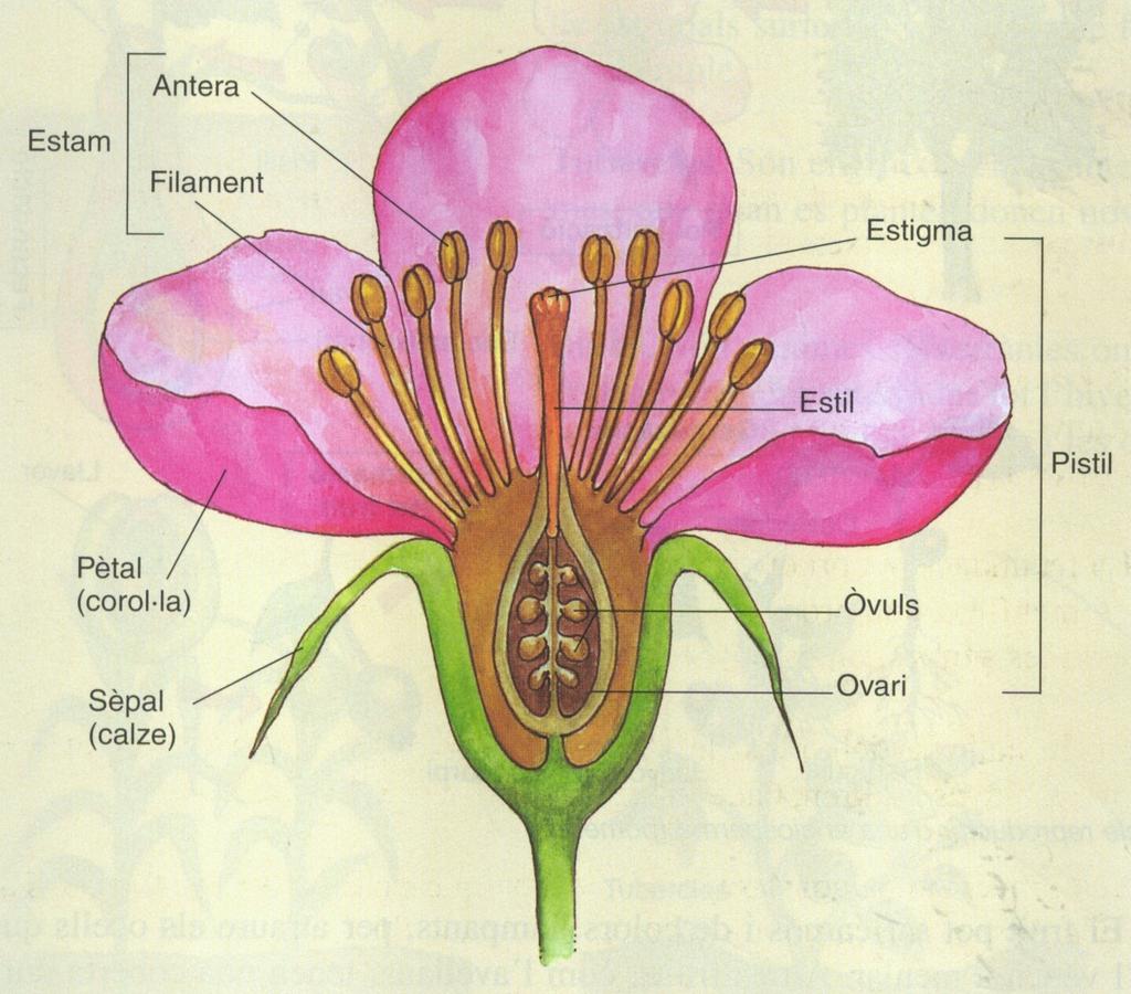 8.4.3 ELS ESPERMATÒFITS: LA FLOR (pàgina 235) Els espermatòfits són plantes vasculars amb corm, que es reprodueixen a través de llavors i mitjançant flors.