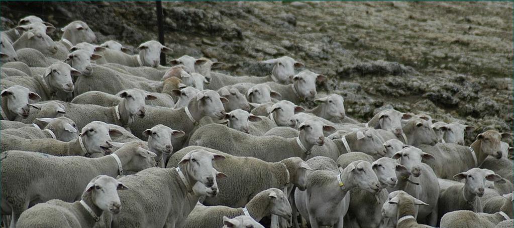 Objetivo Evaluar la capacidad del ganado ovino en la