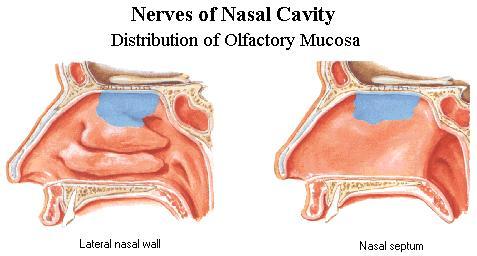 OLFATO: Nariz Epitelio olfatorio Se encuentra en la mucosa nasal del techo de la cavidad nasal.