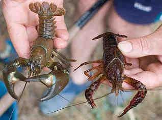 3. Dimensiones Los ejemplares adultos de cangrejo señal pueden alcanzar unos 15-16 cm. de. El cangrejo rojo es de menor tamaño, con una longitud media en torno a los 10-11 cm.