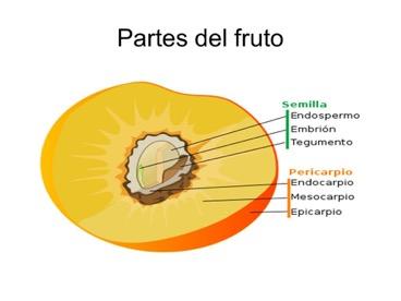 FORMACIÓN DE SEMILLAS Y FRUTOS El fruto alberga la semilla en su interior.