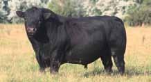 El toro ideal para lo más exigentes y exquisitos criadores Angus ya que estamos convencidos que es un fiel representante del biotipo que nos gusta a los argentinos.