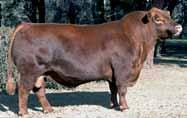 Creemos que Settler va a ser uno de los toros más vendidos del próximo año, debido a su perfecto fenotipo, familia sólida y s deslumbrantes.