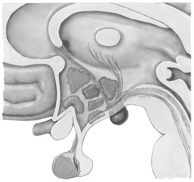 El hipotálamo se extiende desde el quiasma óptico hasta el borde inferior de los tubérculos mamilares.