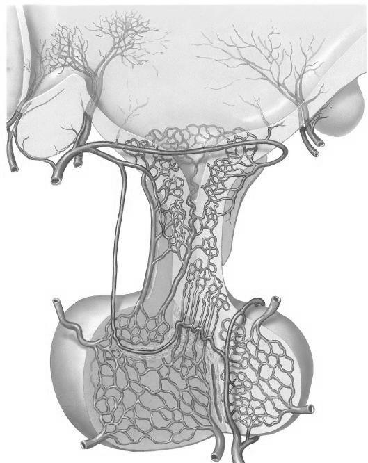 a. El hipotálamo tiene una gran conexión con la glándula hipófisis, a través del tallo hipofisiario, ubicada sobre la silla turca de la endobase.
