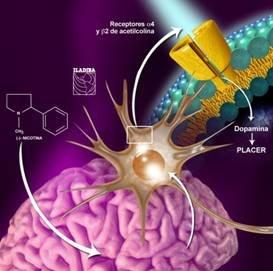 A través del sistema nervioso, el hipotálamo una glándula pequeñita en la base del cerebro - envía mensajes a diferentes sistemas del cuerpo ordenando a las glándulas suprarrenales que aumenten