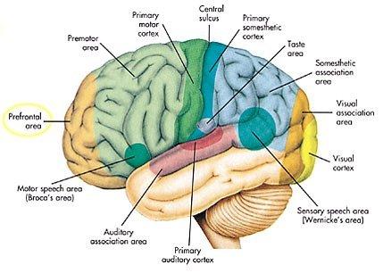 Teniendo en cuentas lo anterior nuestro cerebro depende de la interconexión de una serie de órganos y estructuras que facilitaran la comprensión y la autorregulación que exige un buen proceso de