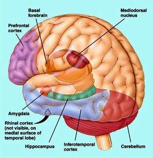 1) Hipocampo-trígono-núcleo mamilar- tracto mamilotalamico - núcleo anterior del tálamo Proyección hacia corteza cingulada proyección hacia corteza parahipocampal proyección hacia el hipocampo.
